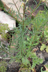 Hebenstretia robusta