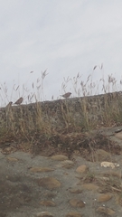 Dichanthium annulatum