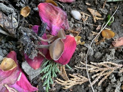 Ciborinia camelliae