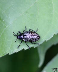 Cypherotylus californicus