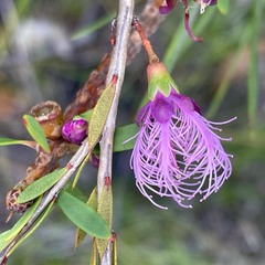 Melaleuca thymifolia