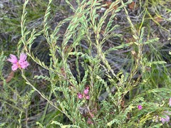 Melaleuca thymifolia