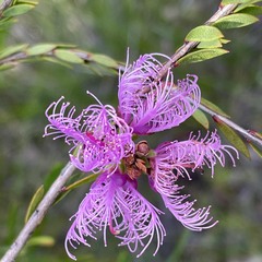 Melaleuca thymifolia
