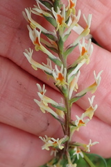 Hebenstretia robusta