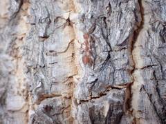 Oecophylla smaragdina
