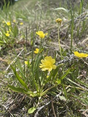Ranunculus oresterus