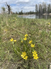 Ranunculus oresterus