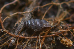 Chondrina kobelti