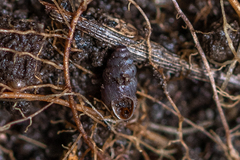 Chondrina kobelti