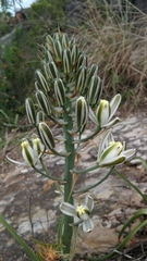 Albuca batteniana