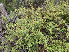 Pomaderris edgerleyi