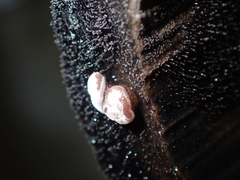 Fungi