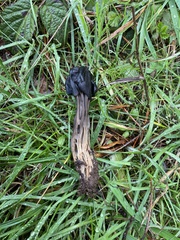 Helvella vespertina