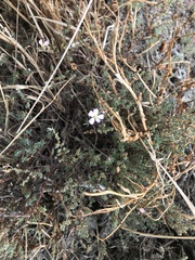 Frankenia pauciflora