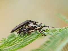 Rhinotia