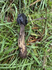 Helvella vespertina