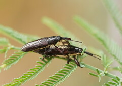Rhinotia