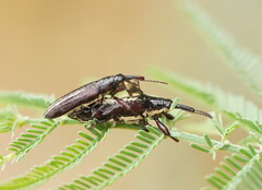 Rhinotia
