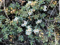 Pimelea prostrata seismica