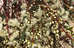 Eucalyptus leptophylla