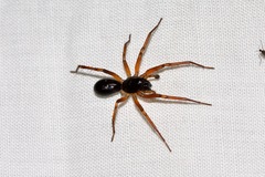 Corinnidae