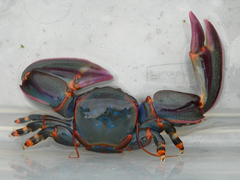 Petrolisthes violaceus