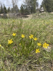 Ranunculus oresterus