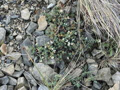 Pimelea prostrata seismica