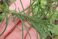 Hebenstretia robusta