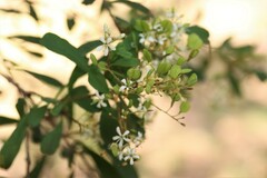 Bursaria spinosa spinosa