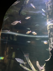 Melanotaenia splendida splendida