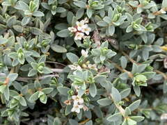 Pimelea prostrata seismica