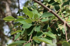 Cotoneaster glaucophyllus