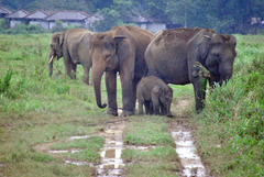 Elephas maximus sumatranus