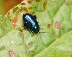 Arsipoda chrysis