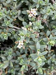 Pimelea prostrata seismica