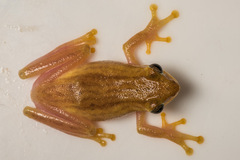 Chirixalus doriae