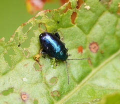 Arsipoda chrysis