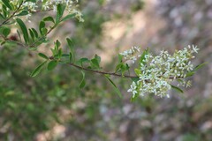 Bursaria spinosa spinosa