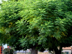 Meliaceae