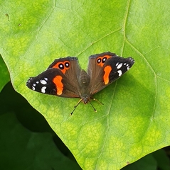 Vanessa gonerilla ida