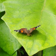 Vanessa gonerilla ida