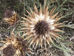 Cynara cardunculus
