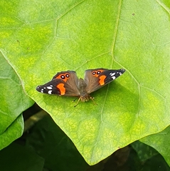 Vanessa gonerilla ida