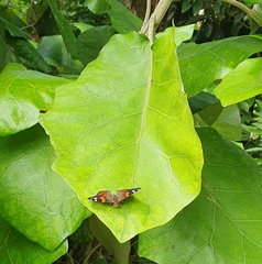 Vanessa gonerilla ida