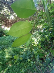 Maytenus procumbens