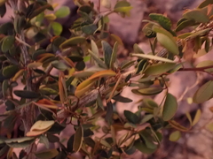 Magnoliopsida