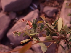 Magnoliopsida