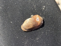 Barbatia domingensis