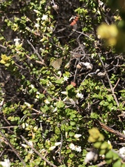 Theclinesthes albocincta